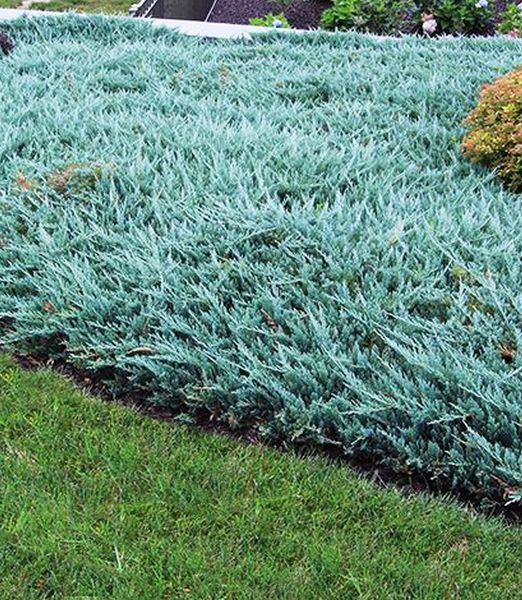 Juniperus horizontalis 'Balaton'